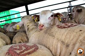 Crueldade invisível? A realidade da exportação marítima de animais vivos para abate