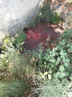 Movimentos cívicos e ecologistas voltam a denunciar a continuidade da poluição do rio Maior, afluente do rio Tejo, pela agroindústria