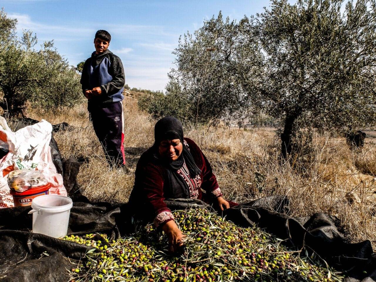Chamada Palestina para ativistas e observadores internacionais para se juntar às colheitas em Outubro
